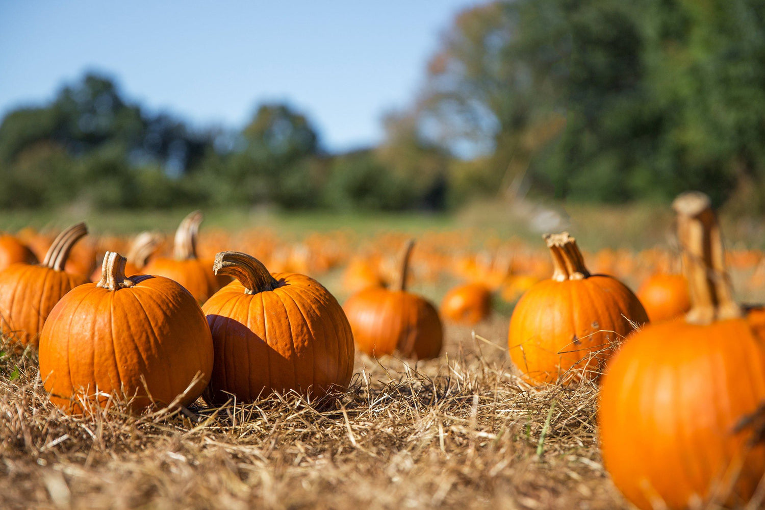 Not just for carving – how to enjoy pumpkins this Halloween